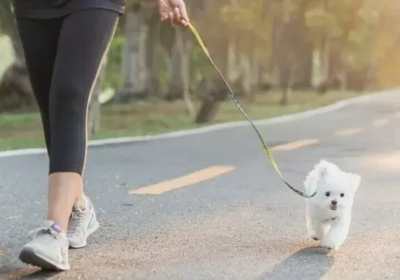 A woman is walking her dog on the street
